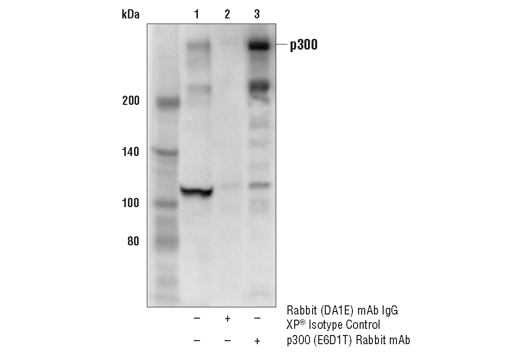 Immunoprecipitation Image 2: p300 (E6D1T) Rabbit Monoclonal Antibody