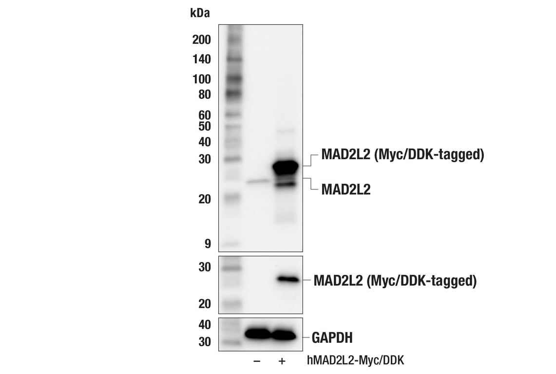Western Blotting Image 2: MAD2L2 (F9H9U) Rabbit Monoclonal Antibody