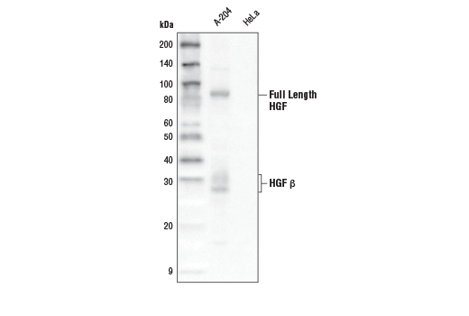 Western Blotting Image 1: HGF β (D6S7D) XP<sup>®</sup> Rabbit mAb (Biotinylated)