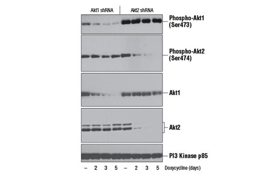 Western Blotting Image 2: Phospho-Akt2 (Ser474) (D3H2) Rabbit Monoclonal Antibody