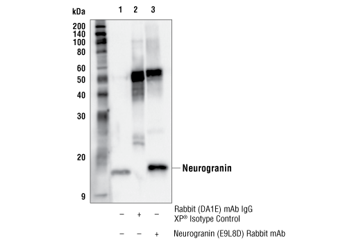 Immunoprecipitation Image 1: Neurogranin (E9L8D) Rabbit Monoclonal Antibody