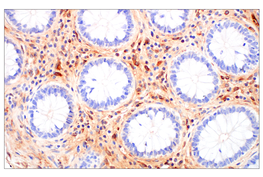 Immunohistochemistry Image 2: ApoE (pan) (E8C2U) Mouse Monoclonal Antibody