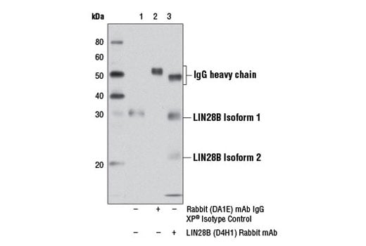 Immunoprecipitation Image 1: LIN28B (D4H1) Rabbit Monoclonal Antibody