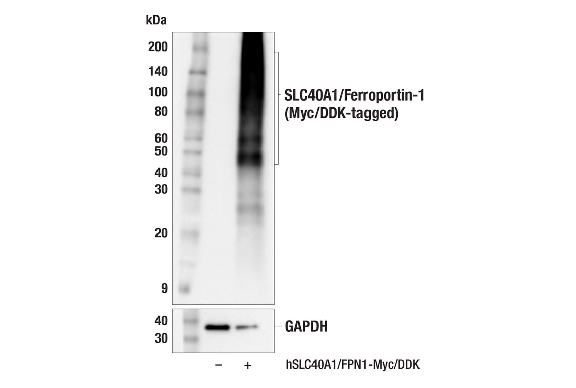 Western Blotting Image 3: SLC40A1/Ferroportin-1 (F9U5S) Rabbit Monoclonal Antibody (BSA and Azide Free)