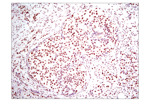Immunohistochemistry Image 1: Histone H3 (D1H2) Rabbit Monoclonal Antibody (BSA and Azide Free)
