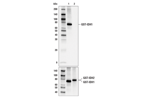 Western Blotting Image 3: IDH1 (RcMab-1) Rat Monoclonal Antibody