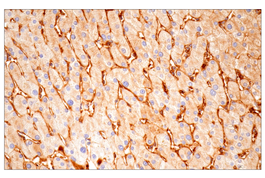 Immunohistochemistry Image 12: alpha-2-Macroglobulin (E6N7X) Rabbit Monoclonal Antibody