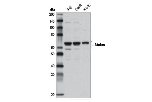 Western Blotting Image 2: Aiolos Antibody