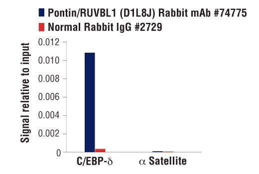 Chromatin Immunoprecipitation Image 1: Pontin/RUVBL1 (D1L8J) Rabbit Monoclonal Antibody