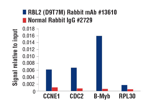 Chromatin Immunoprecipitation Image 1: RBL2 (D9T7M) Rabbit Monoclonal Antibody