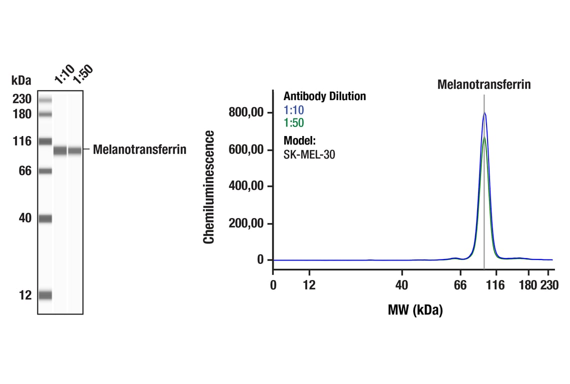 Western Blotting Image 1: Melanotransferrin (F3W8H) Rabbit Monoclonal Antibody
