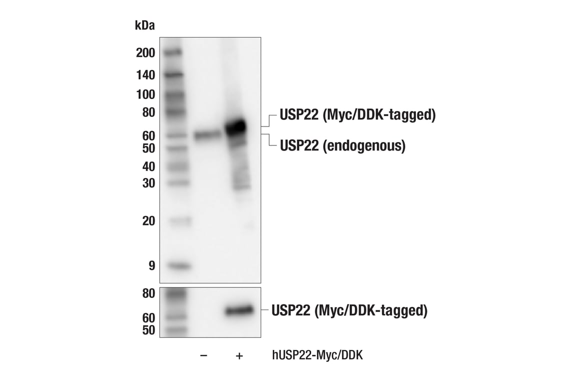 Western Blotting Image 3: USP22 (F4M4V) Rabbit Monoclonal Antibody