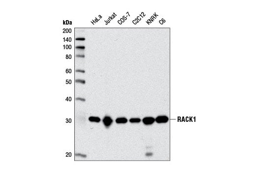 Western Blotting Image 1: RACK1 (D59D5) Rabbit mAb