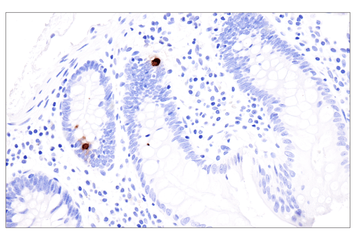 Immunohistochemistry Image 4: Glucagon (F1A2G) Rabbit Monoclonal Antibody