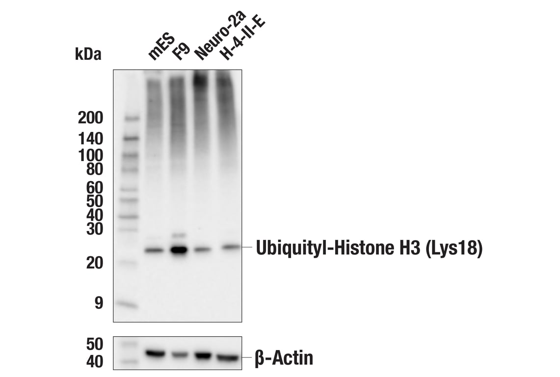 Western Blotting Image 2: Ubiquityl-Histone H3 (Lys18) (E4D7R) Rabbit Monoclonal Antibody