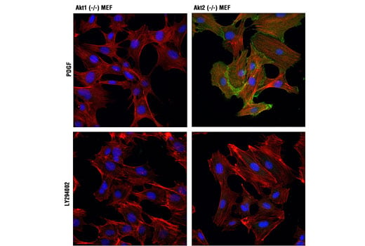 Immunofluorescence Image 1: Phospho-Akt1 (Ser473) (D7F10) XP<sup>®</sup> Rabbit mAb