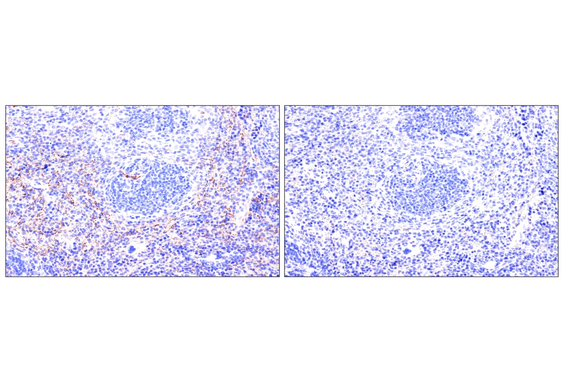 Immunohistochemistry Image 13: Nestin (E5C7I) Rabbit Monoclonal Antibody (BSA and Azide Free)