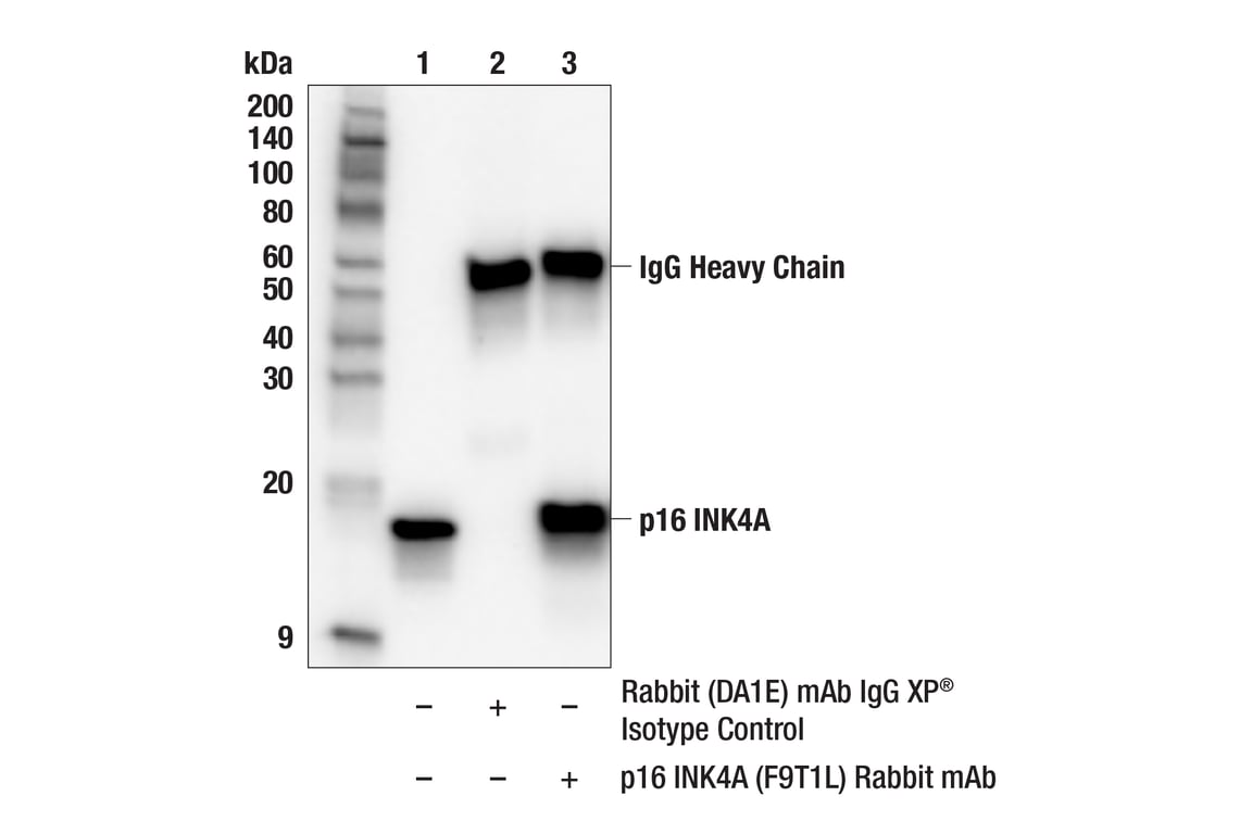 Immunoprecipitation Image 1: p16 INK4A (F9T1L) Rabbit Monoclonal Antibody