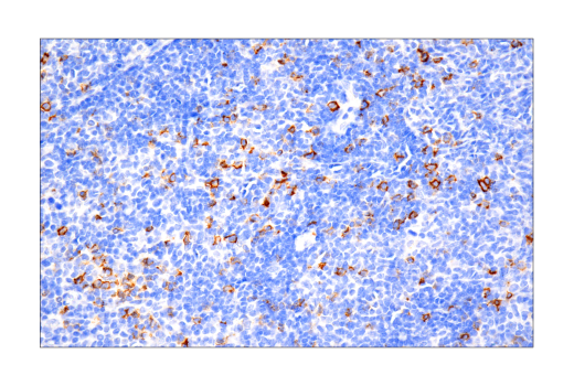 Immunohistochemistry Image 2: B3GAT1 (NK-1) Mouse Monoclonal Antibody