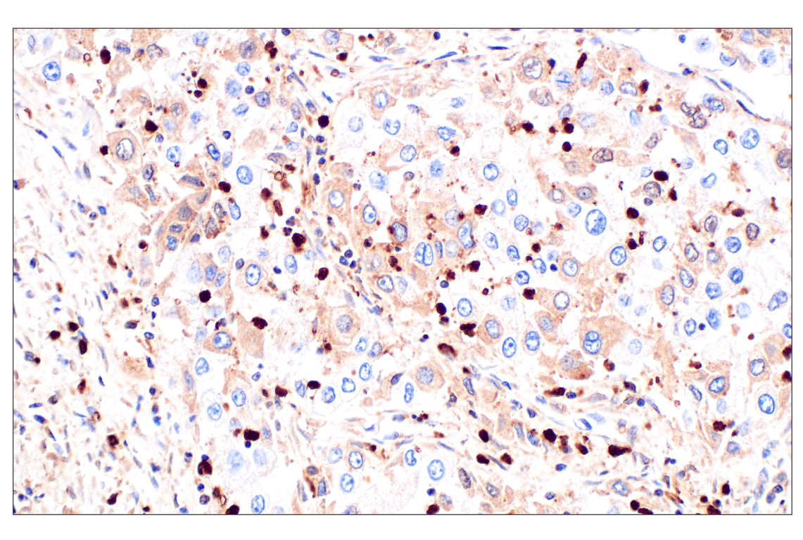 Immunohistochemistry Image 3: Catalase (D4P7B) Rabbit Monoclonal Antibody