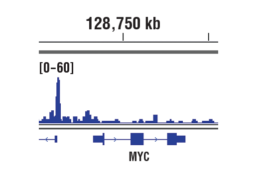 CUT & RUN Image 1: CTCF (D31H2) Rabbit Monoclonal Antibody