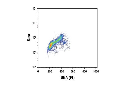 Flow Cytometry Image 1: Bora (D2B9) Rabbit Monoclonal Antibody