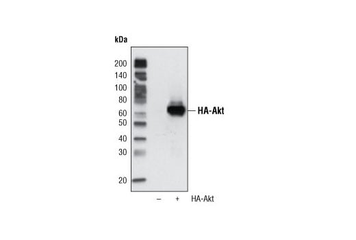 Western Blotting Image 1: HA-Tag (6E2) Mouse mAb (HRP Conjugate)