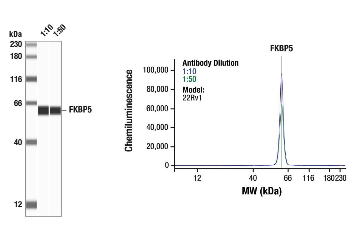 Western Blotting Image 1: FKBP5 (F1G3I) Rabbit Monoclonal Antibody