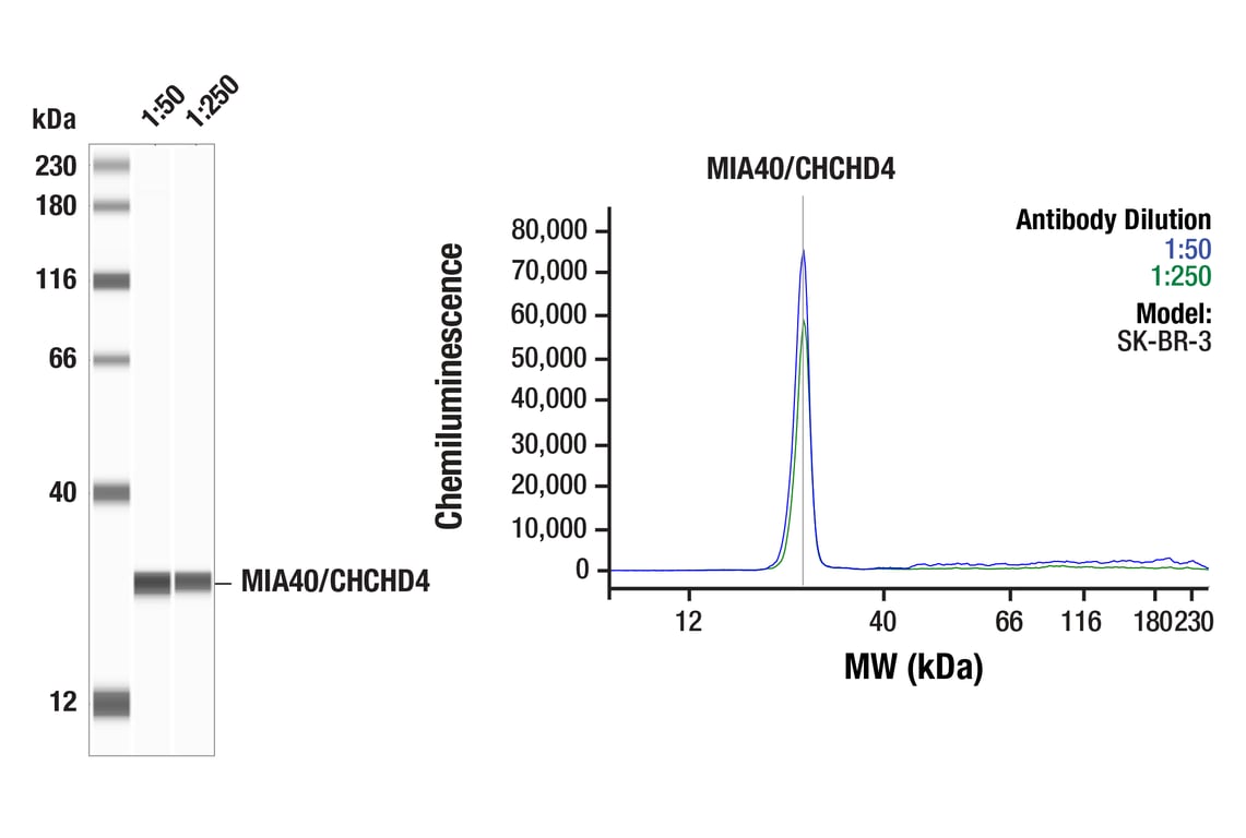 Western Blotting Image 1: MIA40/CHCHD4 (F8J4L) Rabbit Monoclonal Antibody