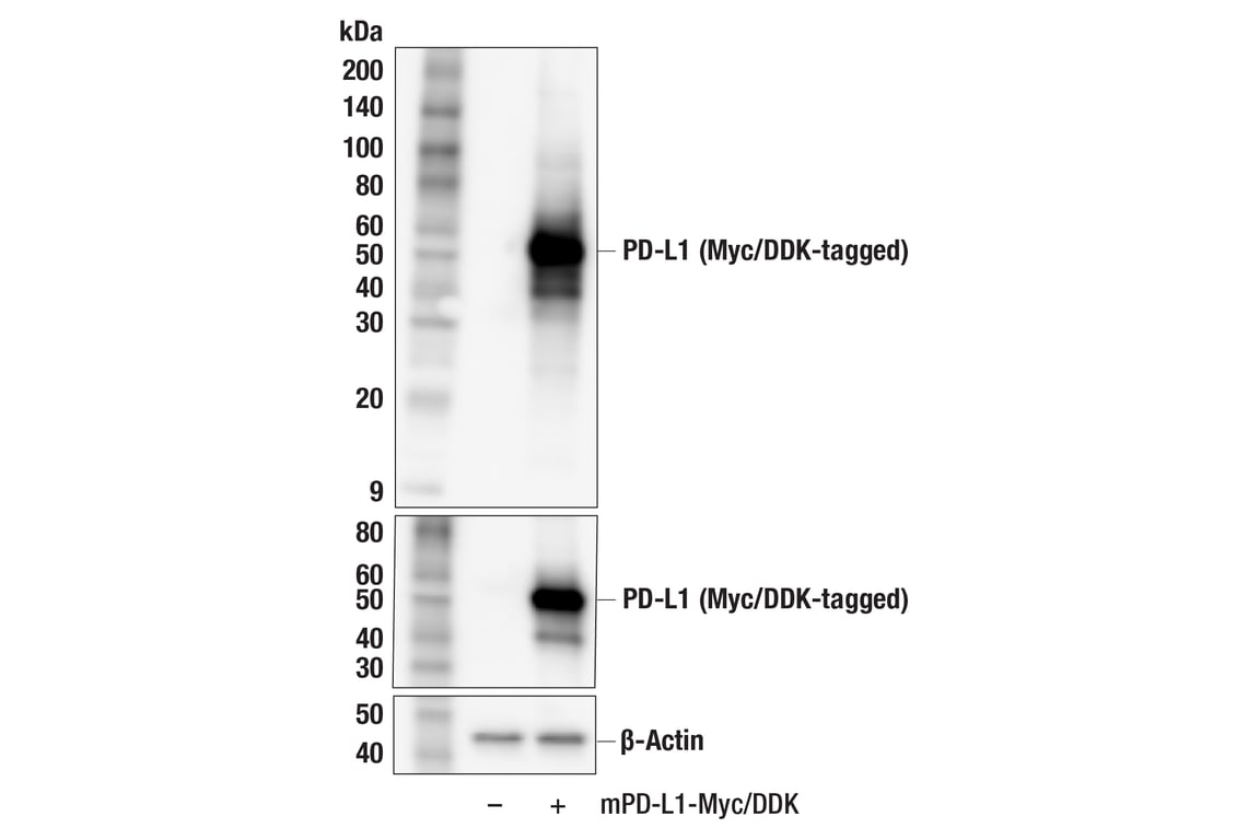 Western Blotting Image 2: PD-L1 (F3Z1T) Rabbit Monoclonal Antibody
