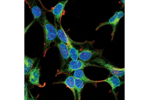 Immunofluorescence Image 1: PGRMC1 (D6M5M) Rabbit Monoclonal Antibody