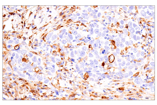 Immunohistochemistry Image 1: FcRn (E9J8W) Rabbit Monoclonal Antibody (BSA and Azide Free)
