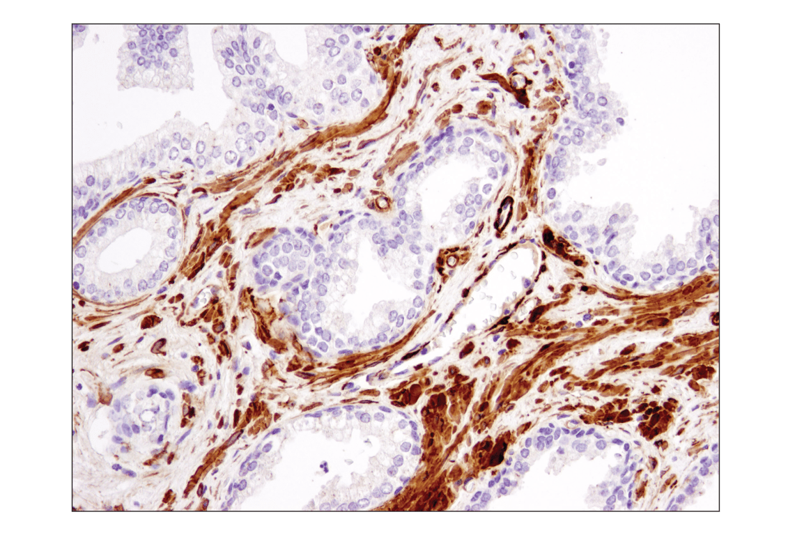 Immunohistochemistry Image 1: alpha-Smooth Muscle Actin (1A4) Mouse Monoclonal Antibody (BSA and Azide Free)