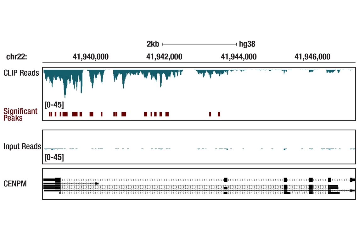 eCLIP Image 1: PRK2 (D10A10) Rabbit Monoclonal Antibody