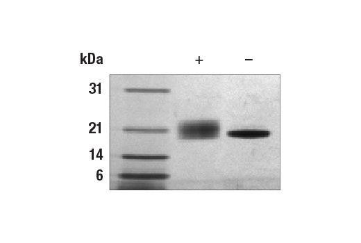 undefined Image 2: Mouse LIF Recombinant Protein