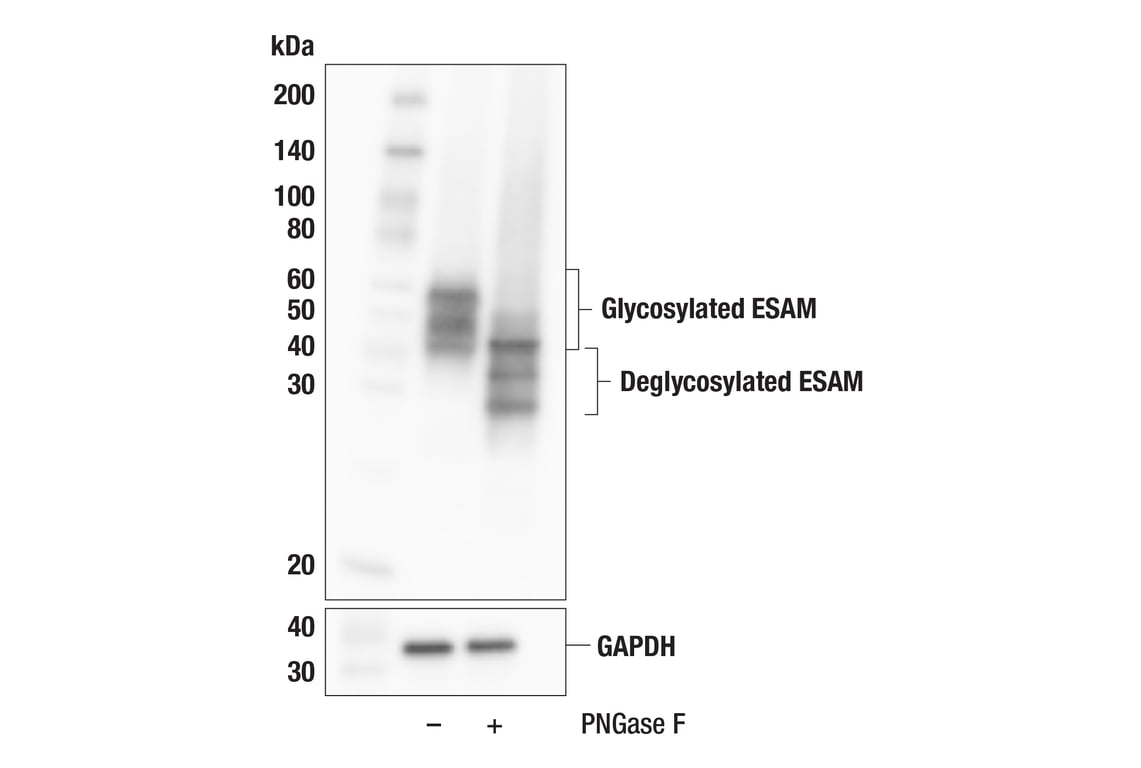 Western Blotting Image 2: ESAM (F9D9P) Rabbit Monoclonal Antibody