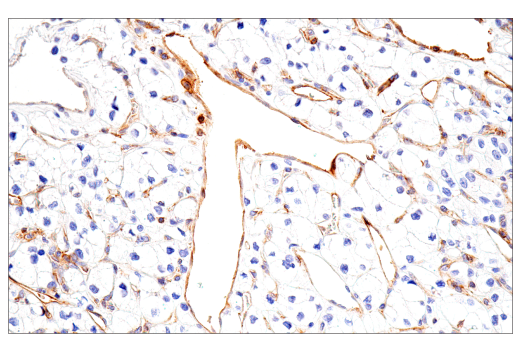 Immunohistochemistry Image 3: CD99 (PCB1) Mouse mAb