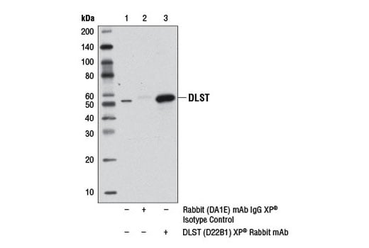 undefined Image 13: Tricarboxylic Acid Cycle Antibody Sampler Kit