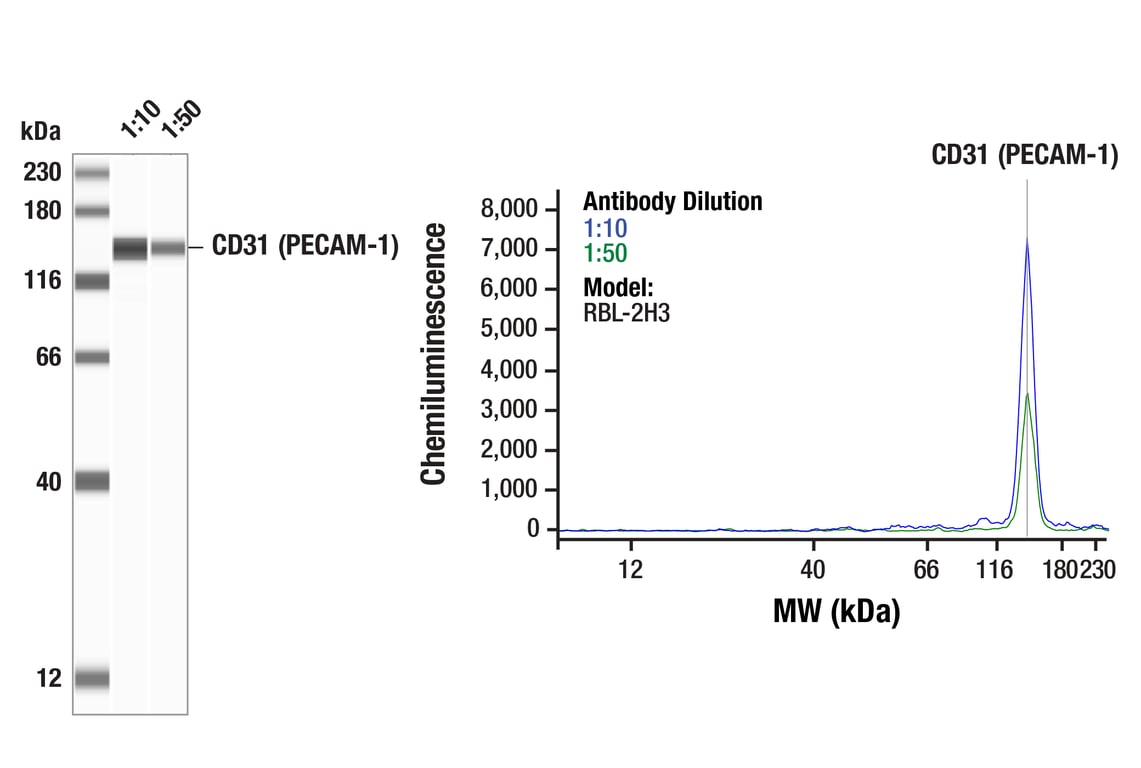 Western Blotting Image 1: CD31 (PECAM-1) (F2N3M) Rabbit Monoclonal Antibody
