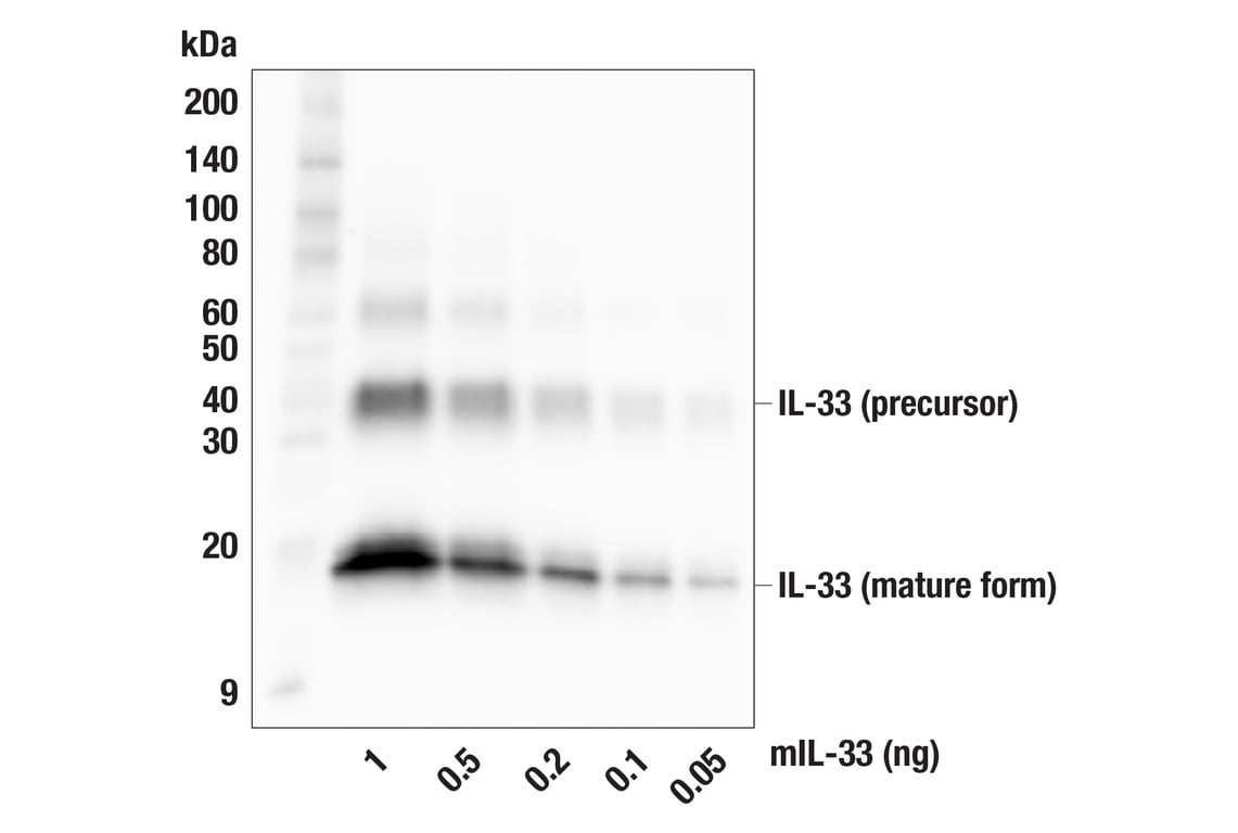 Western Blotting Image 2: IL-33 (F7H4J) Rabbit Monoclonal Antibody