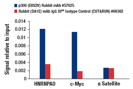 CUT & RUN Image 3: p300 (E8S2V) Rabbit Monoclonal Antibody