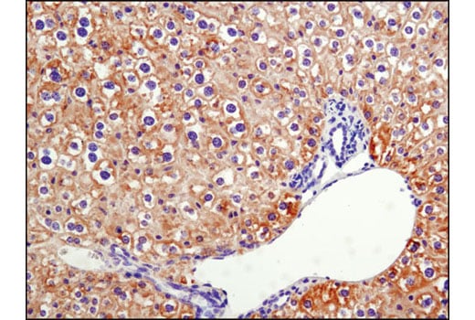 Immunohistochemistry Image 2: Phospho-Acetyl-CoA Carboxylase (Ser79) (D7D11) Rabbit Monoclonal Antibody