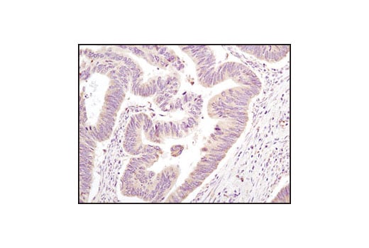 Immunohistochemistry Image 1: eIF2 alpha (L57A5) Mouse Monoclonal Antibody