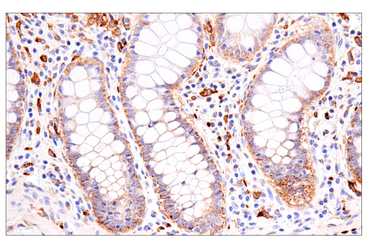Immunohistochemistry Image 6: FcRn (E9J8W) Rabbit Monoclonal Antibody (BSA and Azide Free)