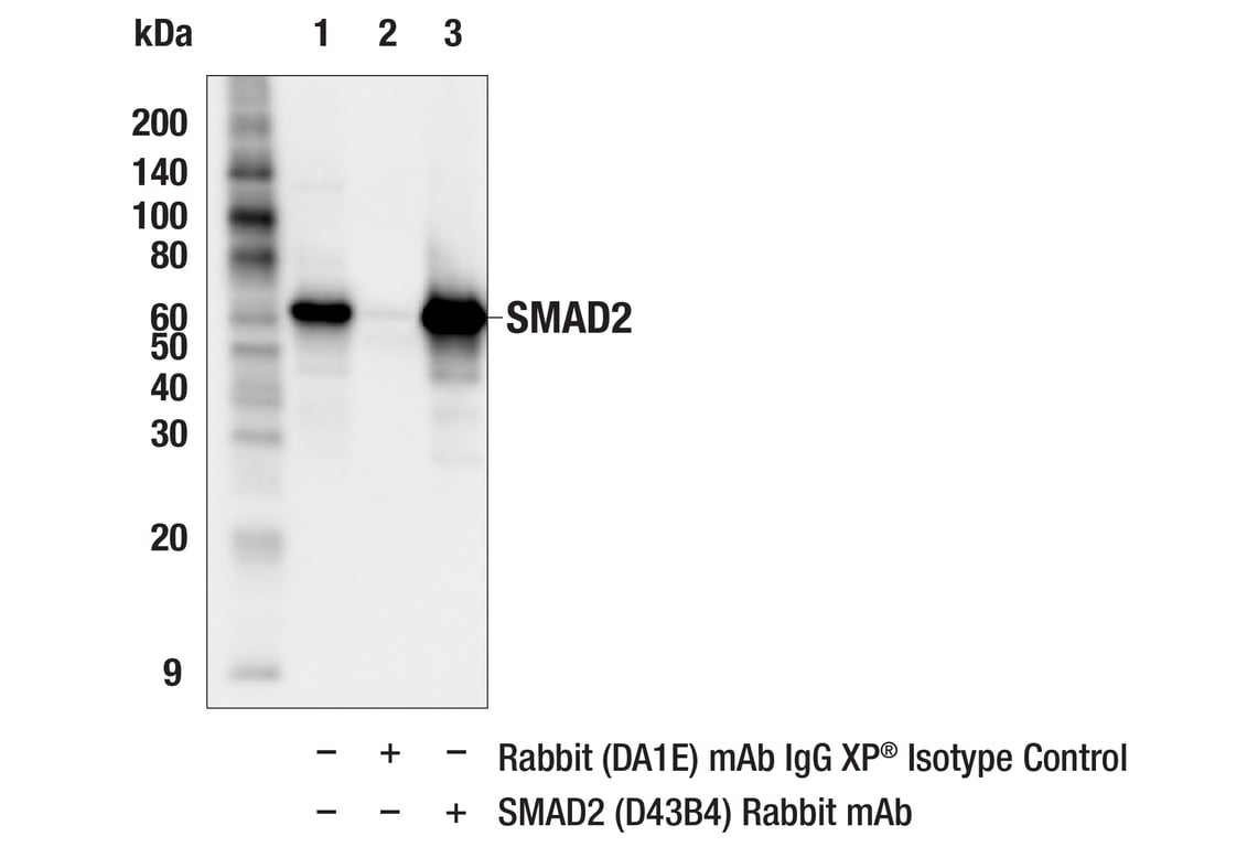 undefined Image 31: SMAD2/3 Antibody Sampler Kit
