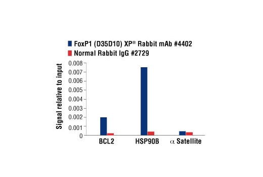 Chromatin Immunoprecipitation Image 1: FoxP1 (D35D10) Rabbit Monoclonal Antibody