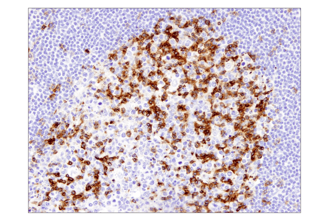 Immunohistochemistry Image 2: PD-1 (EH33) Mouse mAb
