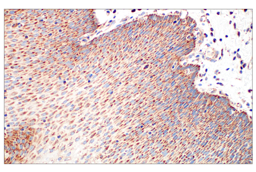 Immunohistochemistry Image 10: TFAM (D5C8) Rabbit Monoclonal Antibody