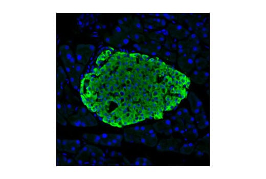 Immunofluorescence Image 1: C-Peptide Antibody