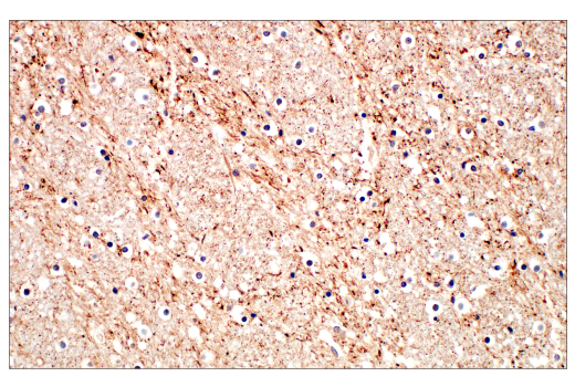 Immunohistochemistry Image 2: Neurofilament-M (E7Y8W) Mouse Monoclonal Antibody (BSA and Azide Free)
